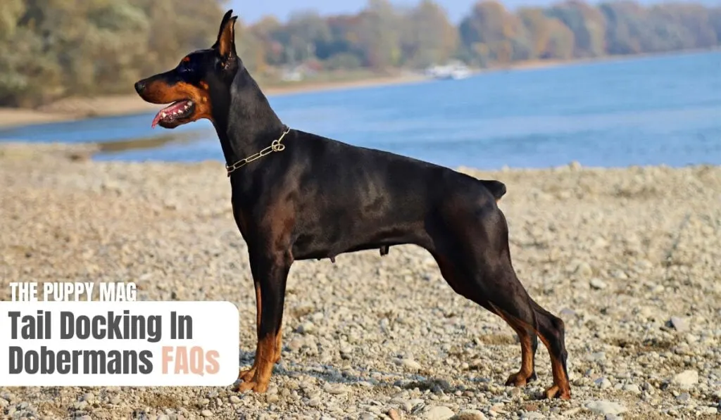 doberman docked tail