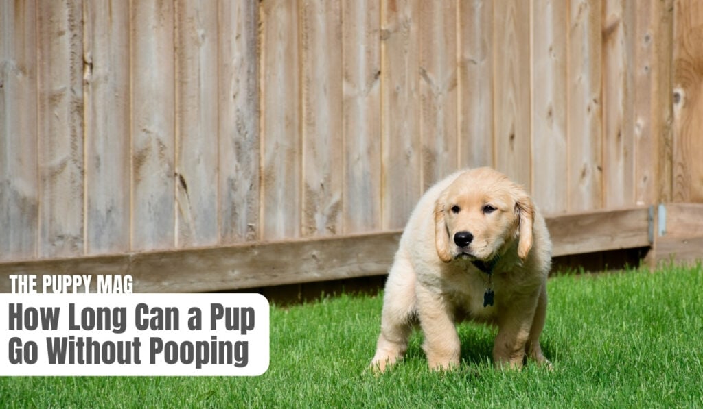 puppy-wont-poop