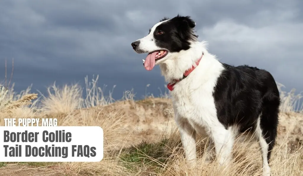 border collie tail docking