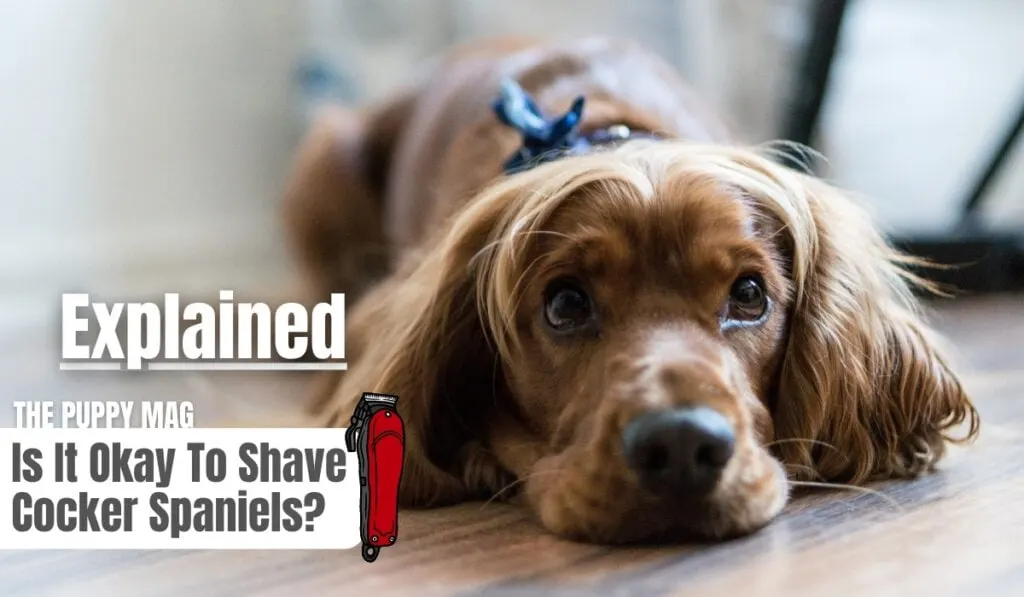 can you shave cocker spaniels