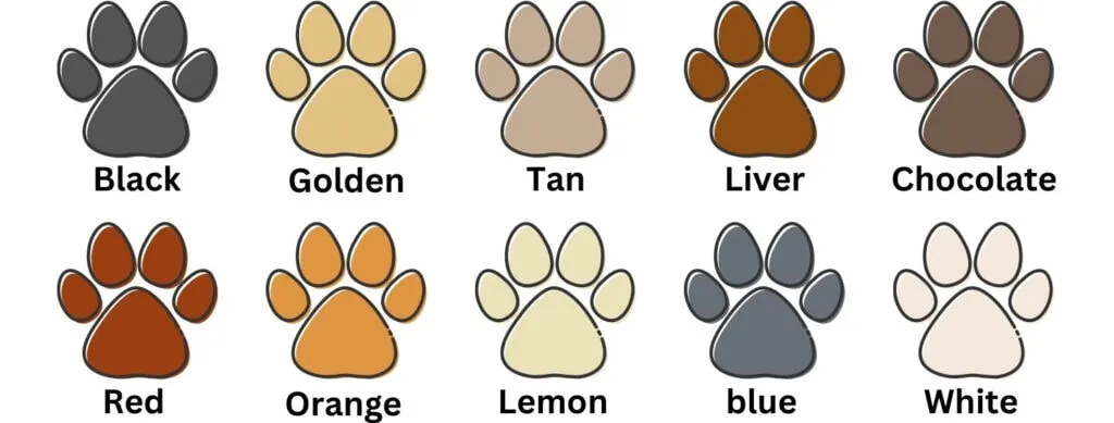 cocker spaniel coat colors