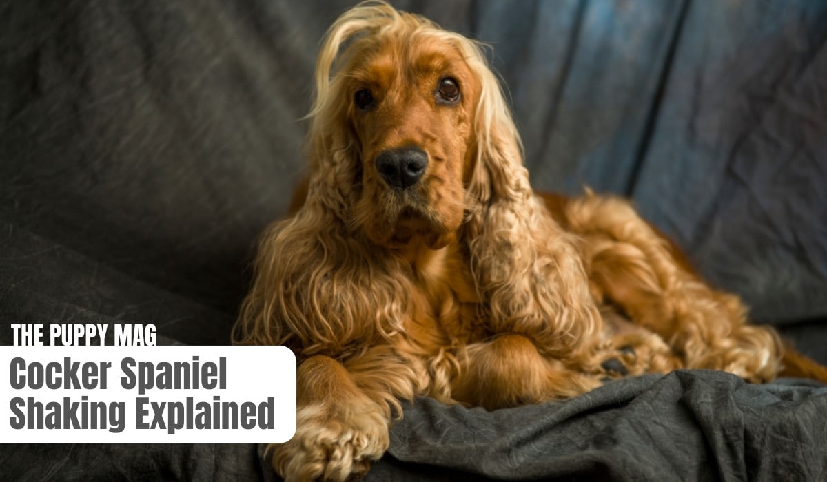 Cocker Spaniel Shaking & Anxious: 7 Reasons & What To Do – The Puppy Mag