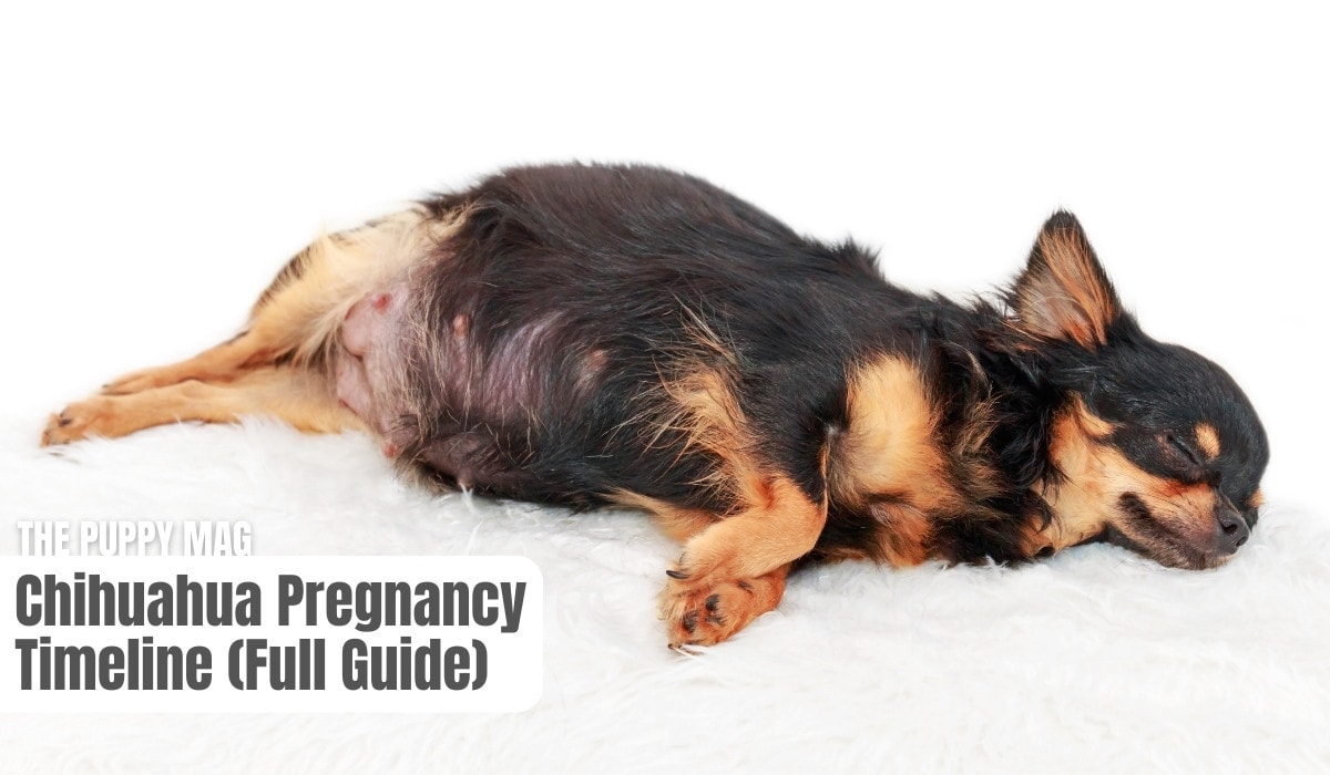 how long are chihuahuas pregnant
