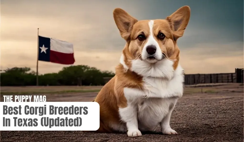 corgi breeder texas