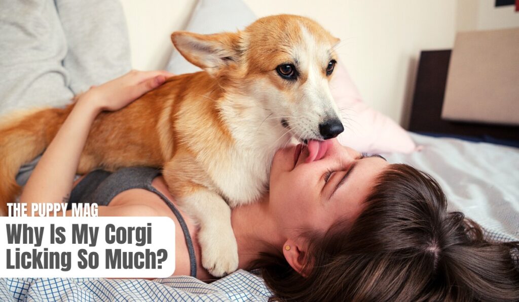 corgi licking