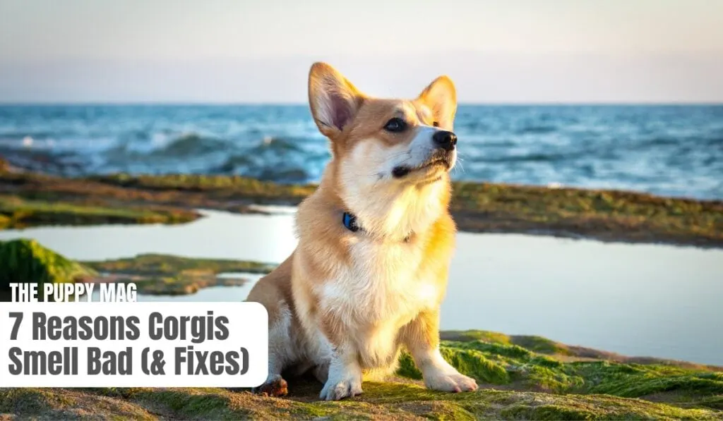 corgi smelling bad