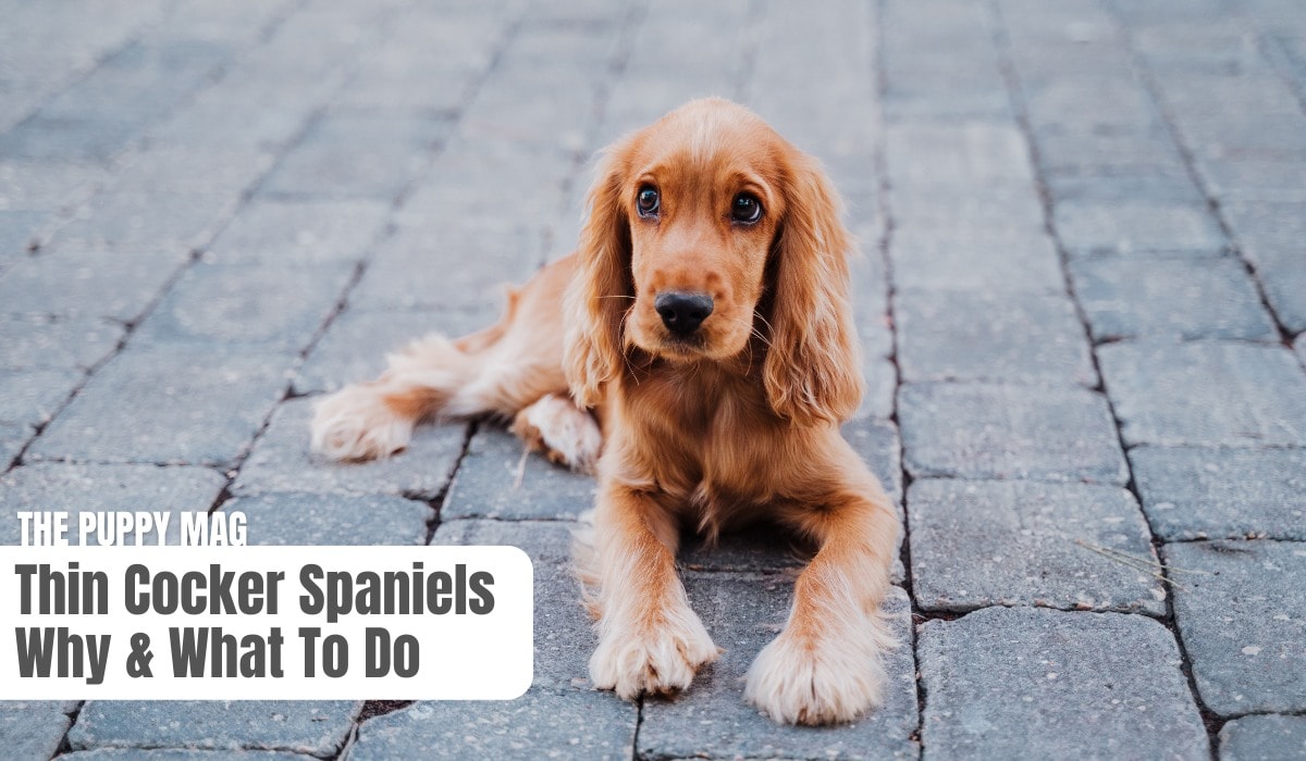 Skinny Cocker Spaniels: Why & What To Do (Vet-Approved) – The Puppy Mag