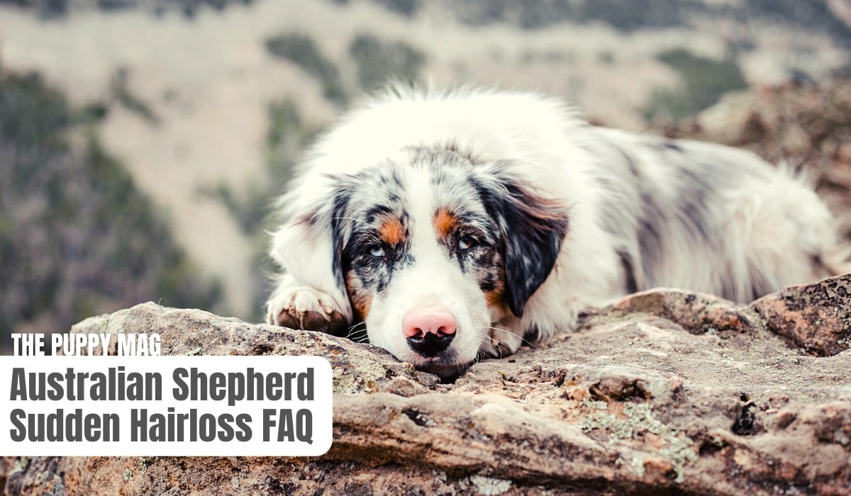 Why Is My Australian Shepherd Losing So Much Hair: (Solved) – The Puppy Mag