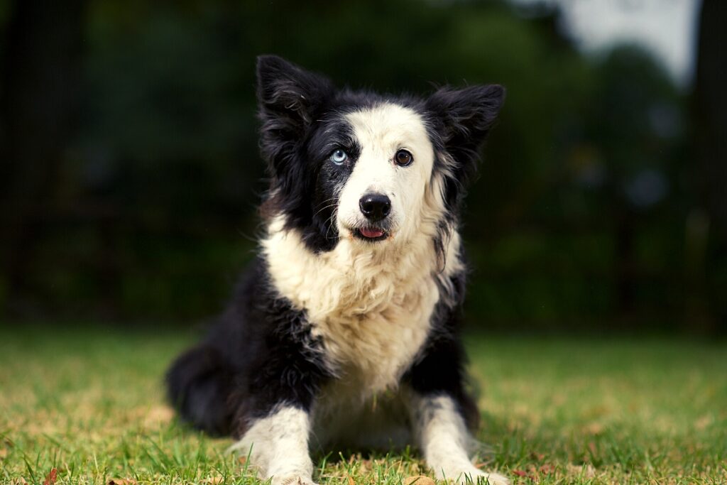 rough border collie with blue eyes