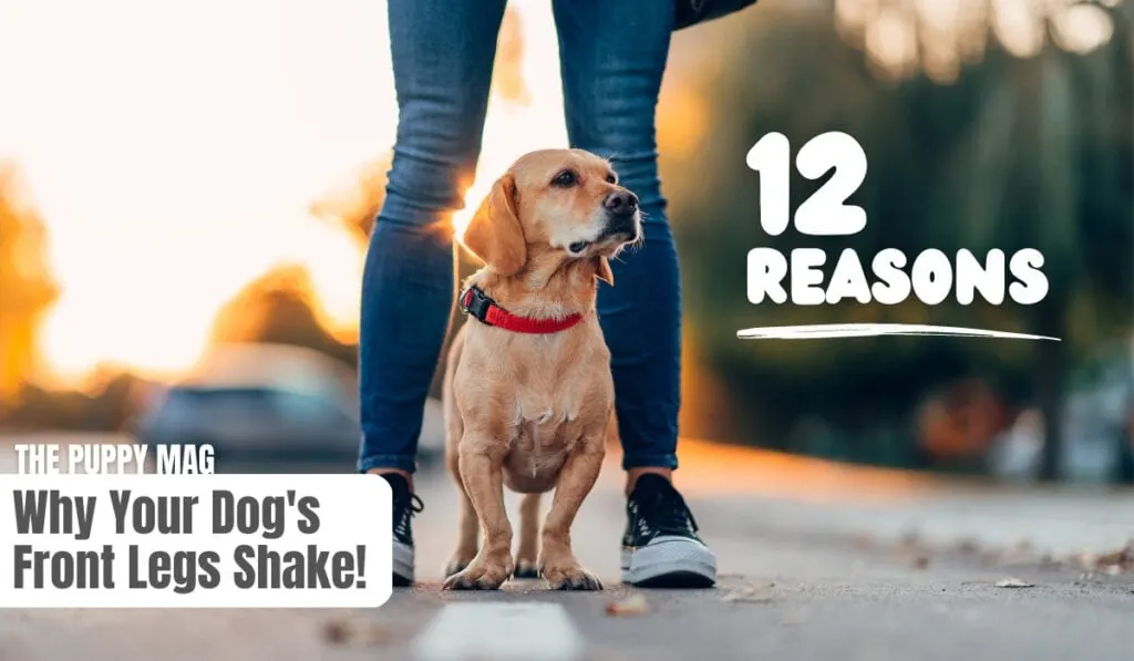 12-reasons-a-dog-s-front-leg-shakes-when-sitting-vet-answer-the