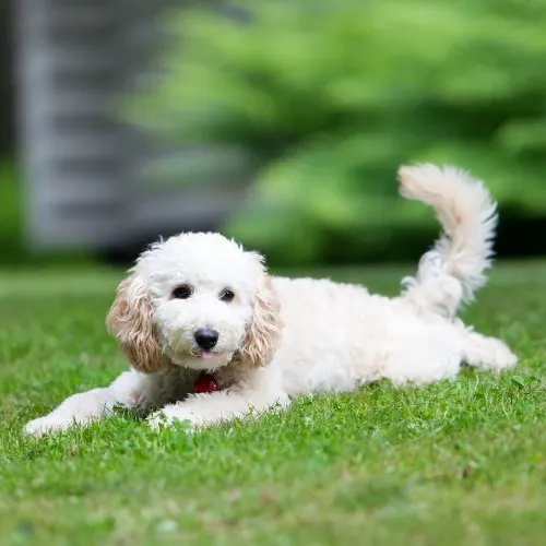 miniature poodle tail