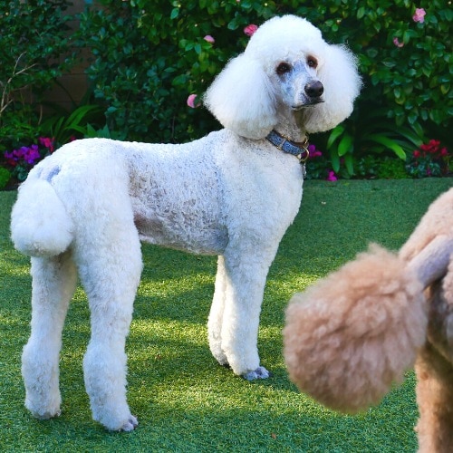 standard poodle puff style tail