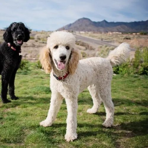 standard poodle natural tail