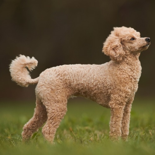 toy poodle puff tail