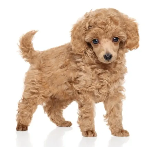 toy poodle natural tail