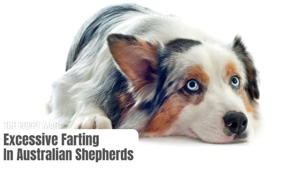 australian shepherd farting