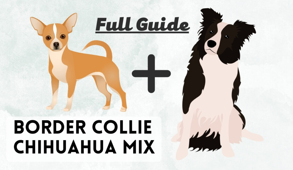 border collie chihuahua mix (1)