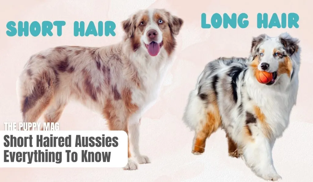 short haired australian shepherd