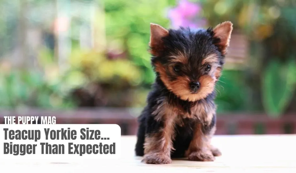 teacup yorkie size