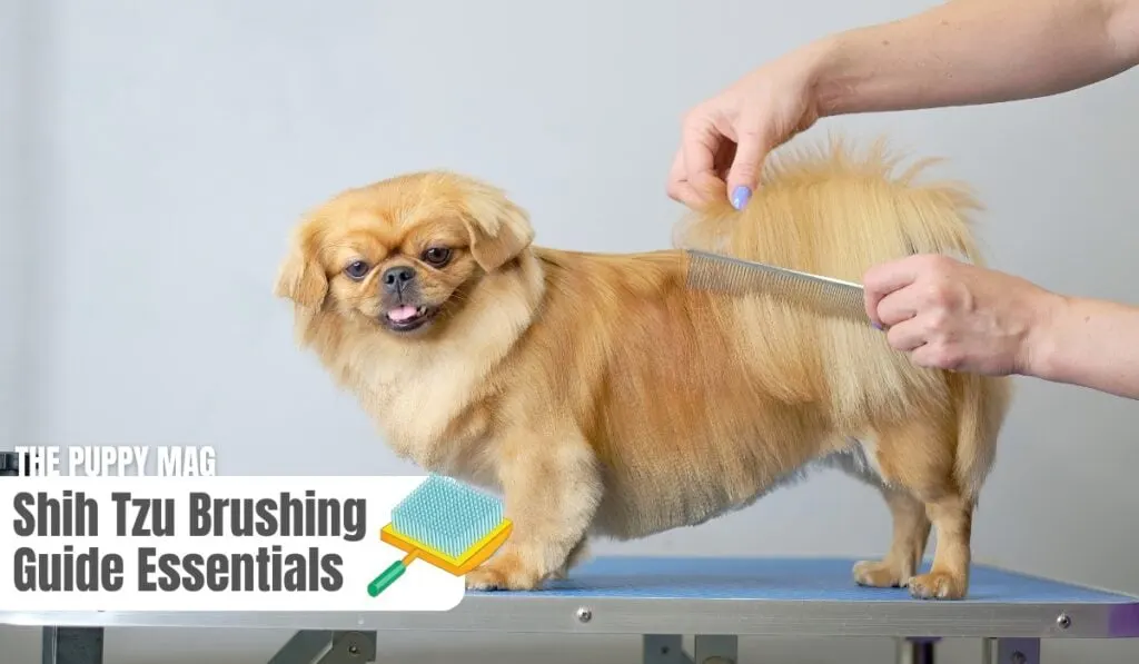 brushing a shih tzu