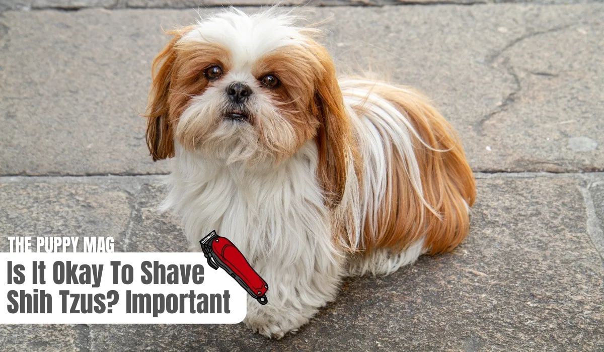 can shih tzus be shaved
