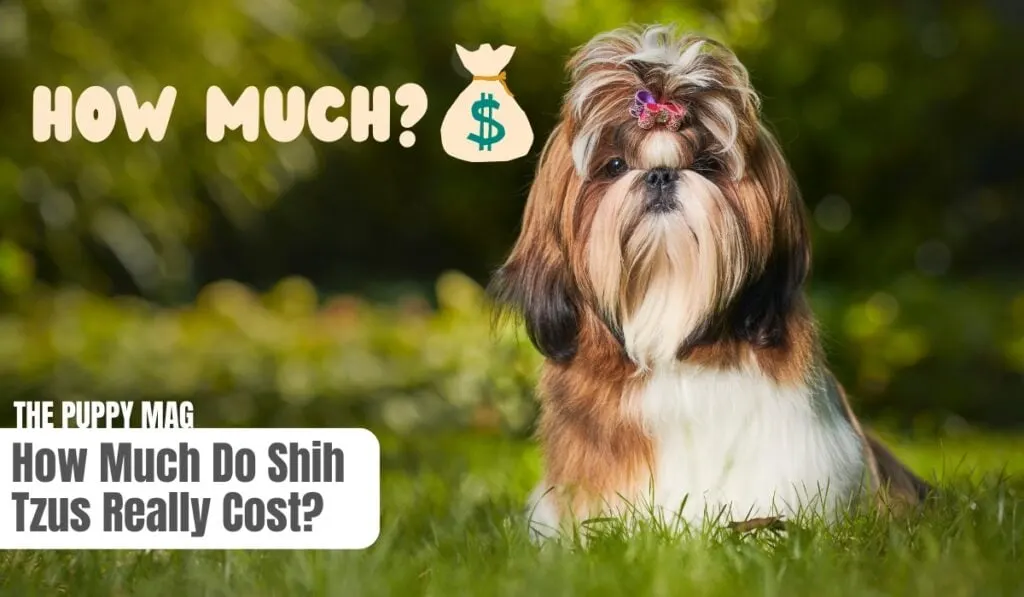 how much do shih tzus cost