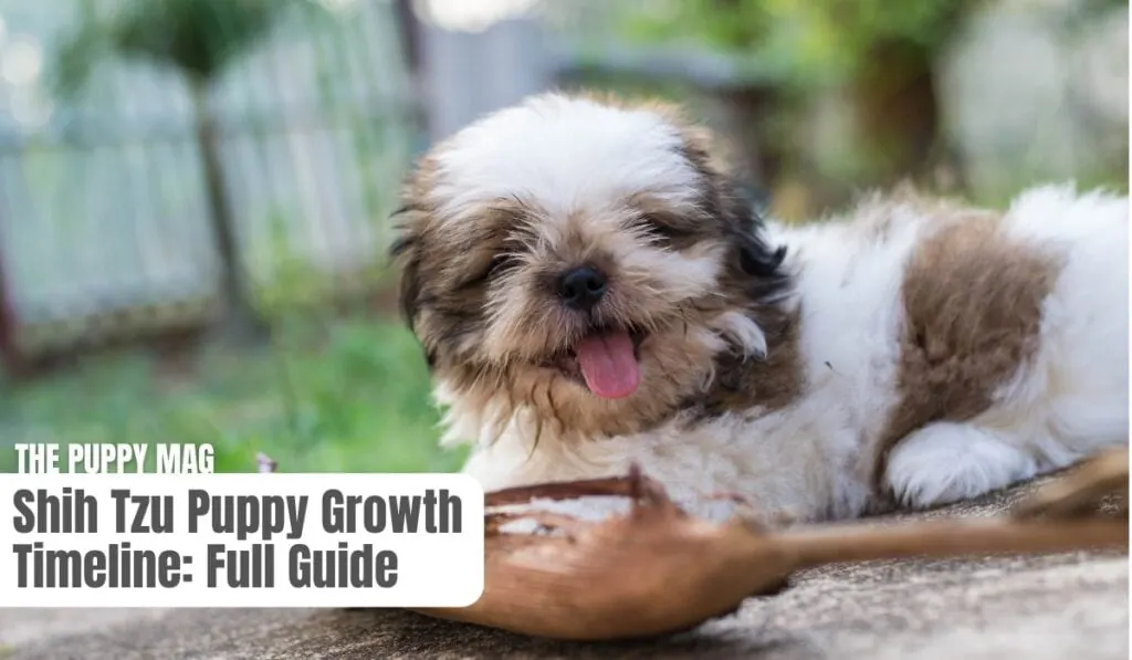 shih tzu growth