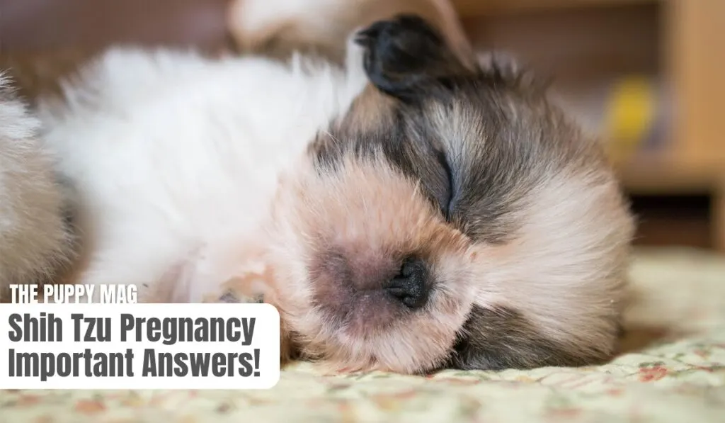 shih tzu pregnancy