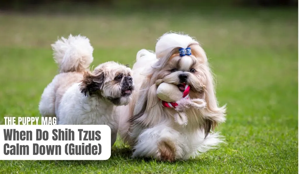 when do shih tzus calm down