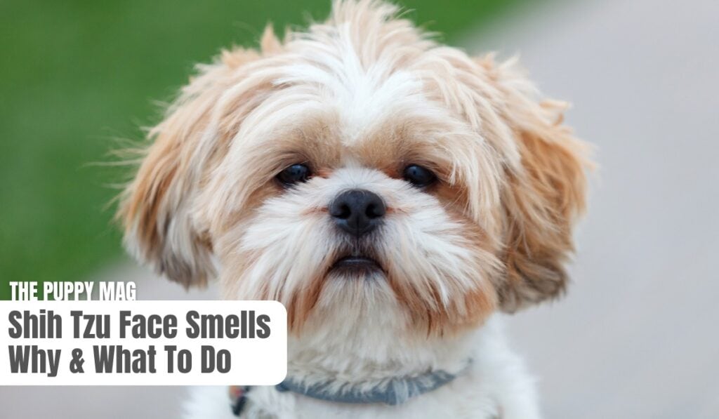 why does my shih tzus face smells