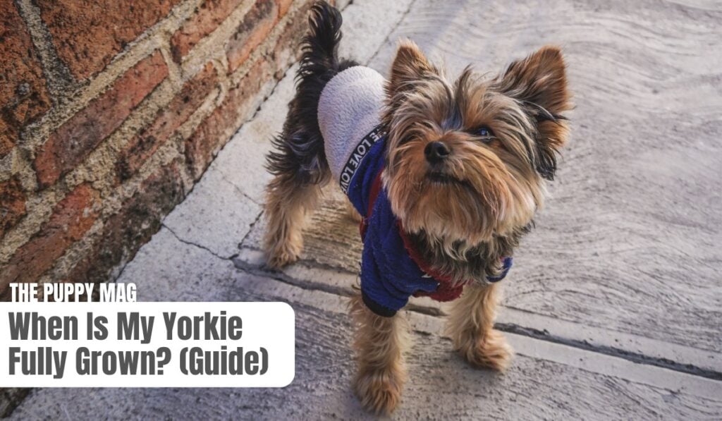 when will a yorkie reach full size