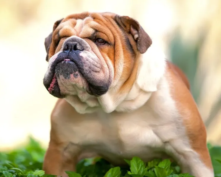 bulldog with underbite
