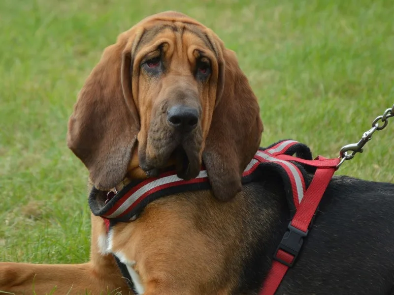 bloodhound with big lips