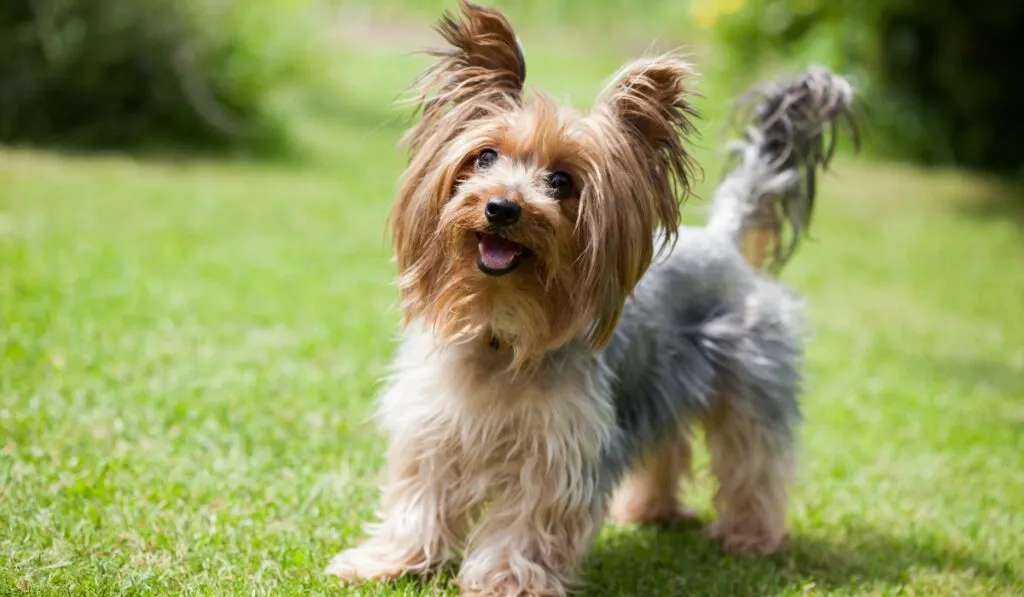 young adult yorkie size