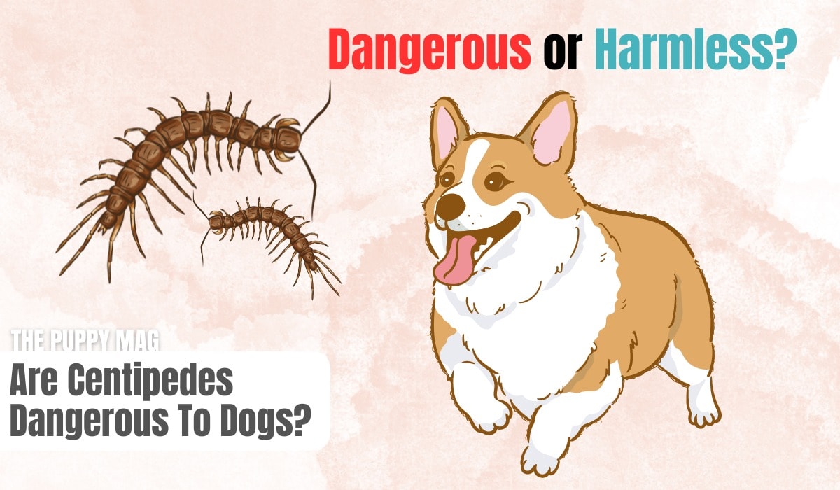are centipedes dangerous to dogs