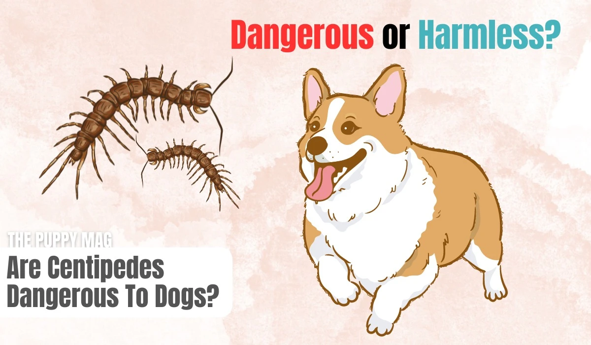 are centipedes dangerous to dogs