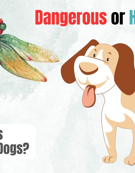 are dragonflies dangerous to dogs