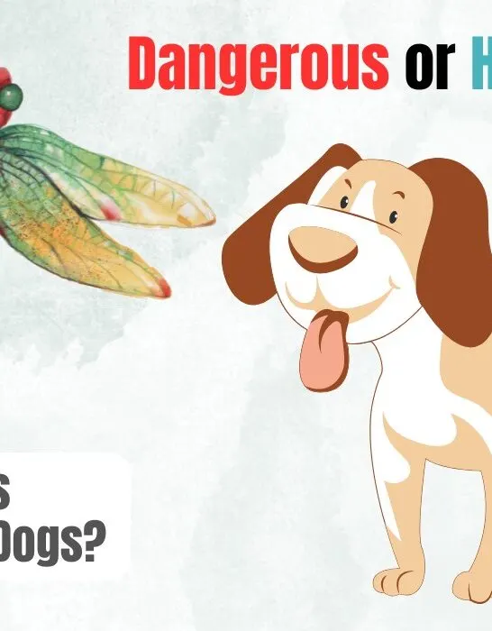 are dragonflies dangerous to dogs