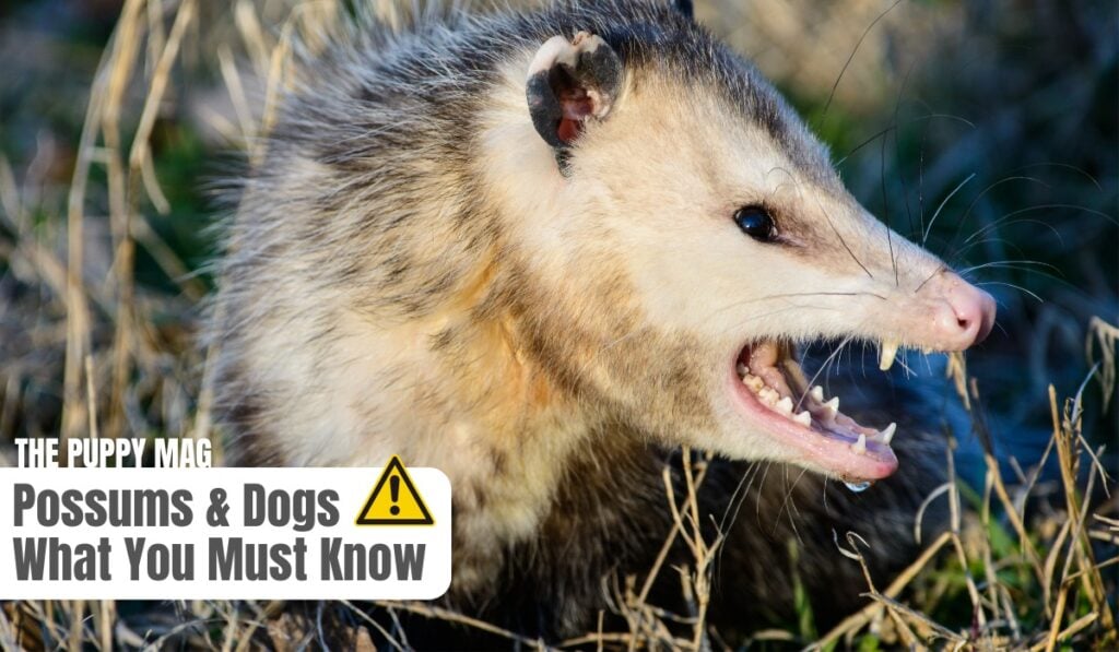 are possums dangerous to dogs