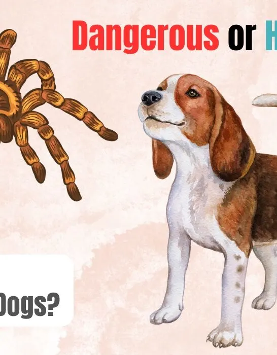 are tarantulas dangerous to dogs