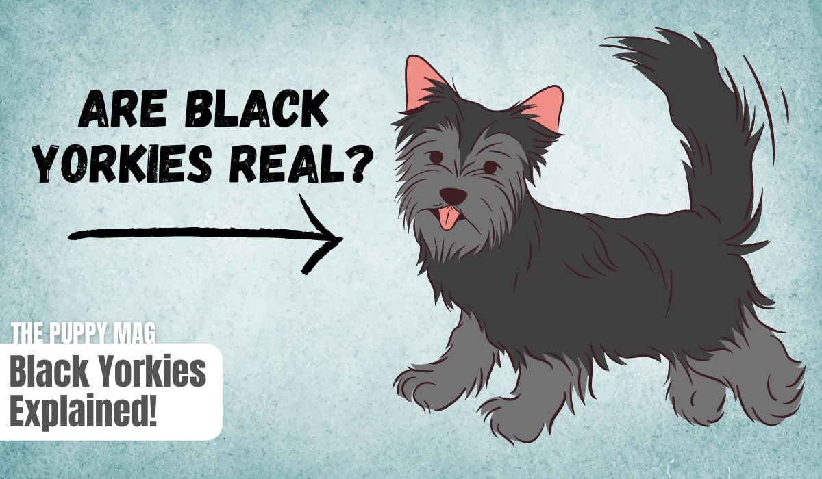 are there black yorkies