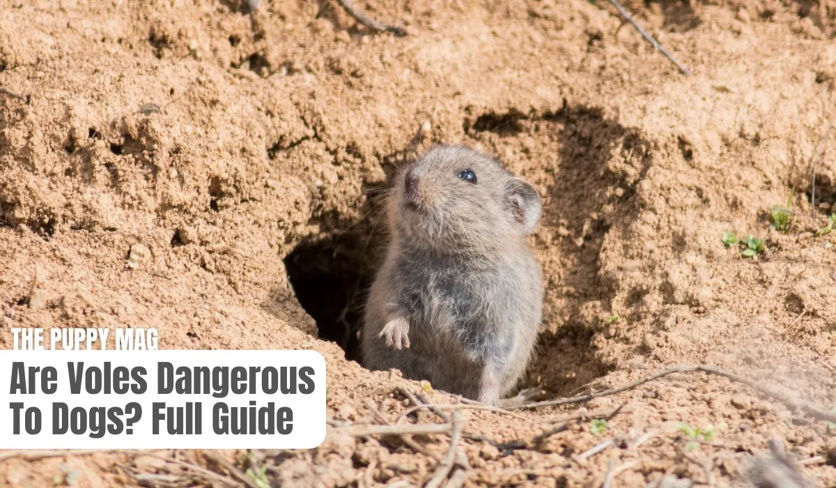 are voles dangerous to dogs