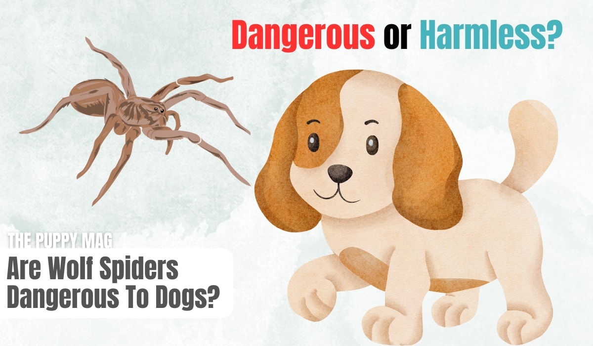 are wolf spiders dangerous to dogs