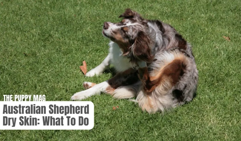 australian shepherd dry skin