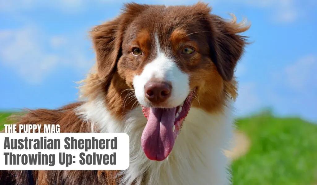 australian shepherd throwing up