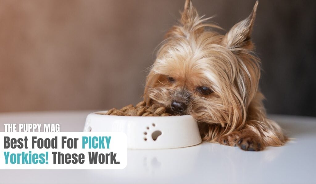 best food for picky yorkies