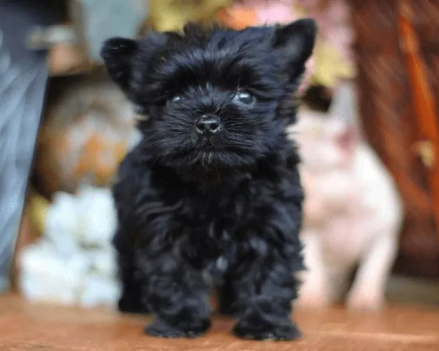 black yorkie