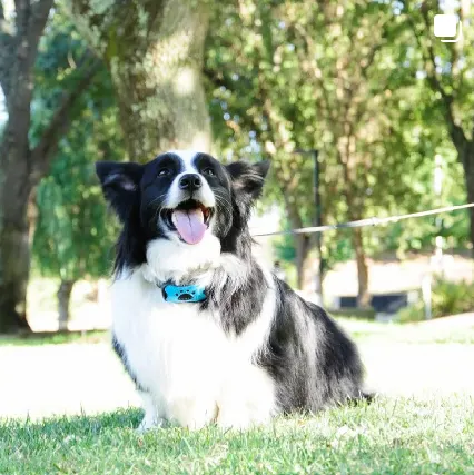 border collie corgi mix