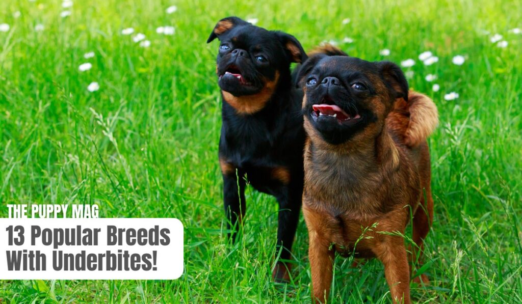 breeds with underbites