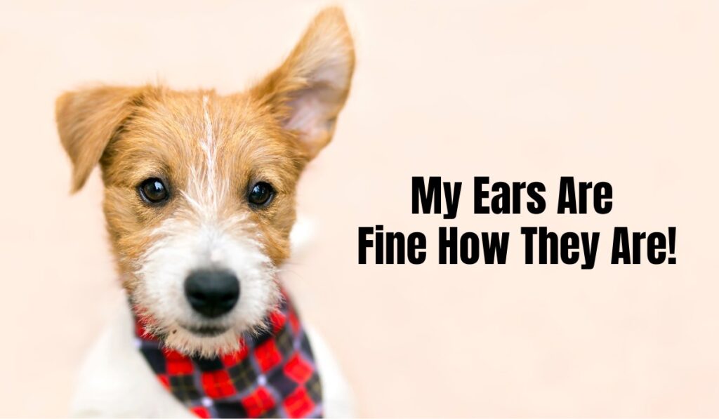 can dogs get ear piercings